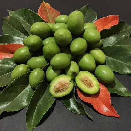Ceylon Olive Live Plant (Elaeocarpus Serratus)