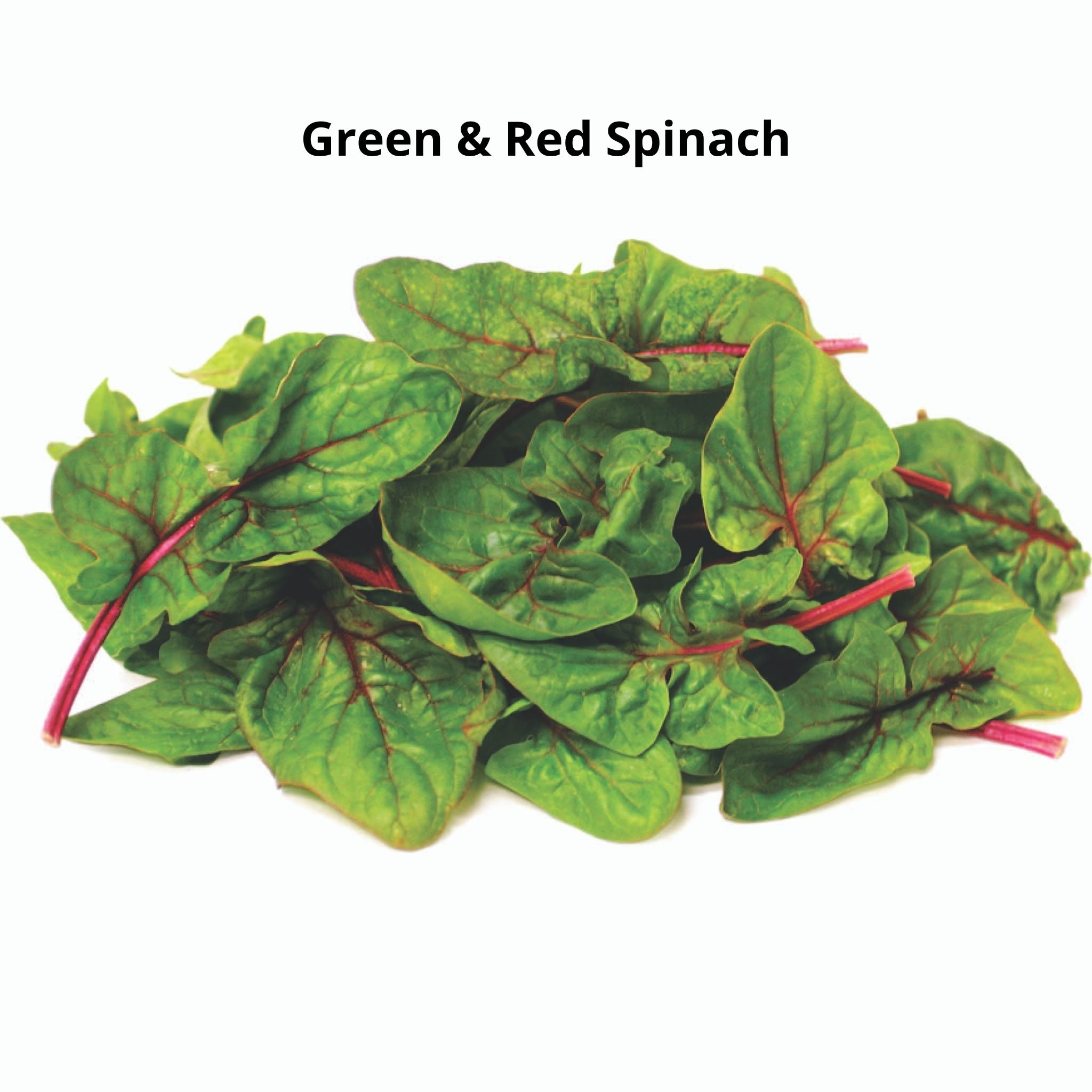 Pack of 6 Types of Spinach Seeds