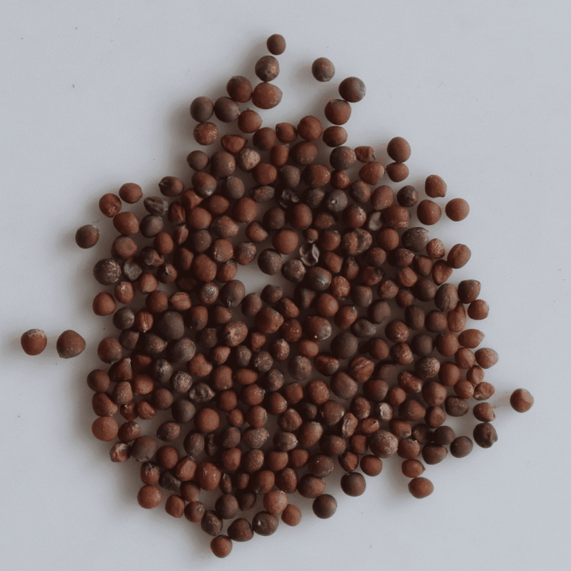 Organic Cabbage Seeds -