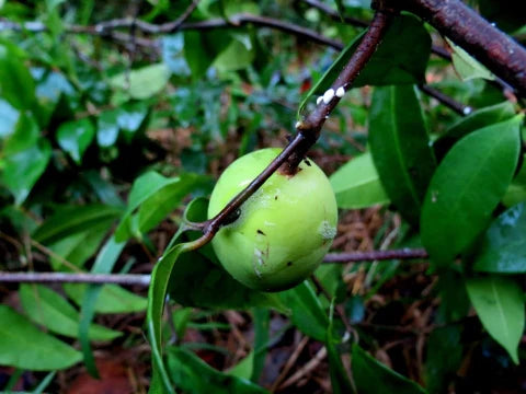 Pitabu Live Plant (Willughbeia Angustifolia)