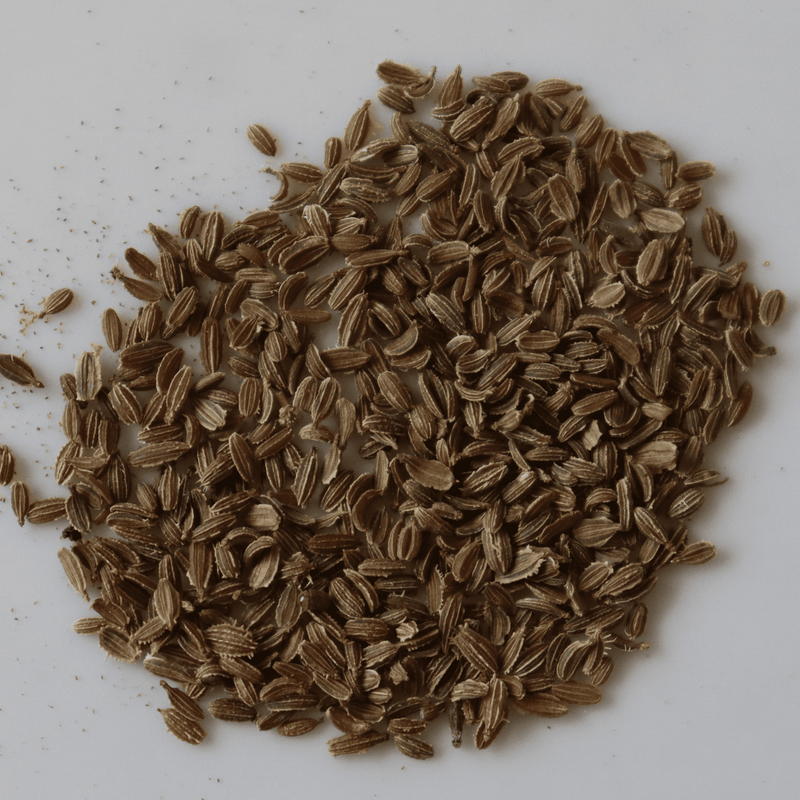 Organic Carrot Seeds - Open Pollinated