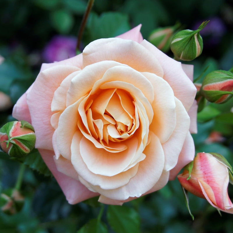 7-days-rose-live-plant-pink