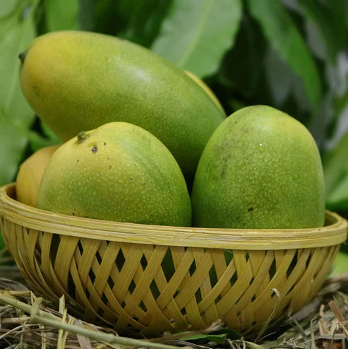 Cheruku Rasalu Mango Grafted Live Plant