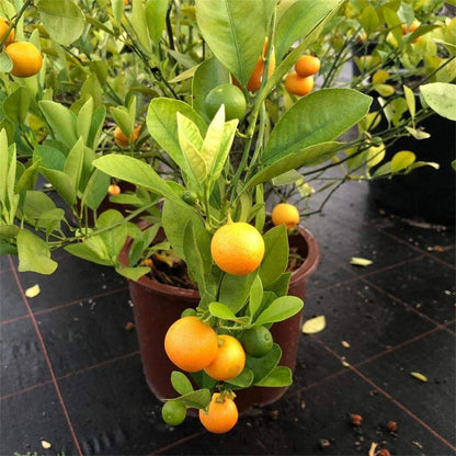 Bush Orange Grafted Live plant