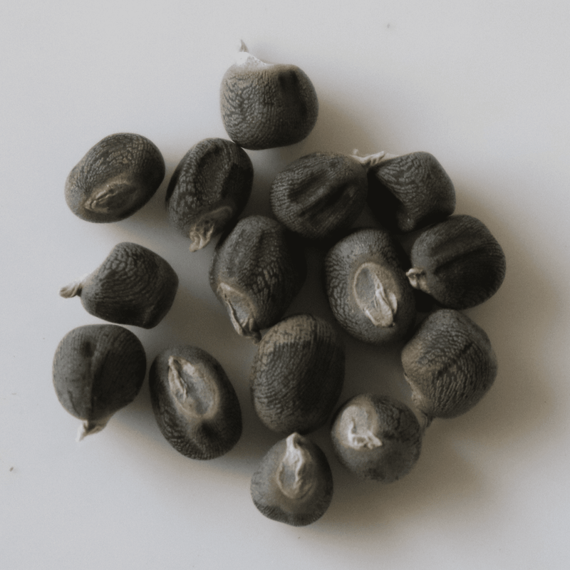 Organic Long Red Okra Seeds - Open Pollinated