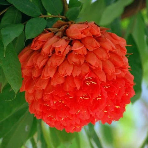 Rose of Venezuela Layered Live Flowering Plant (Brownea)