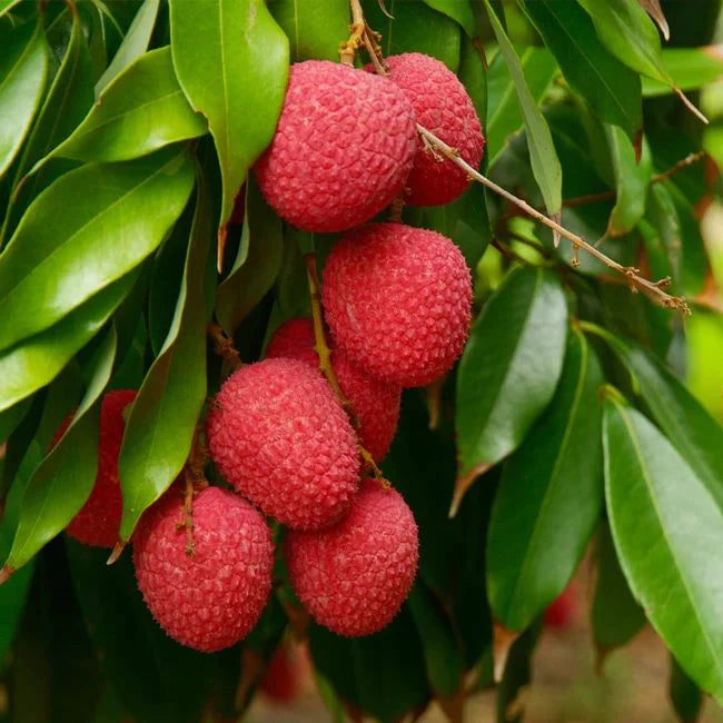 Litchi Grafted Live Plant (Litchi Chinensis)