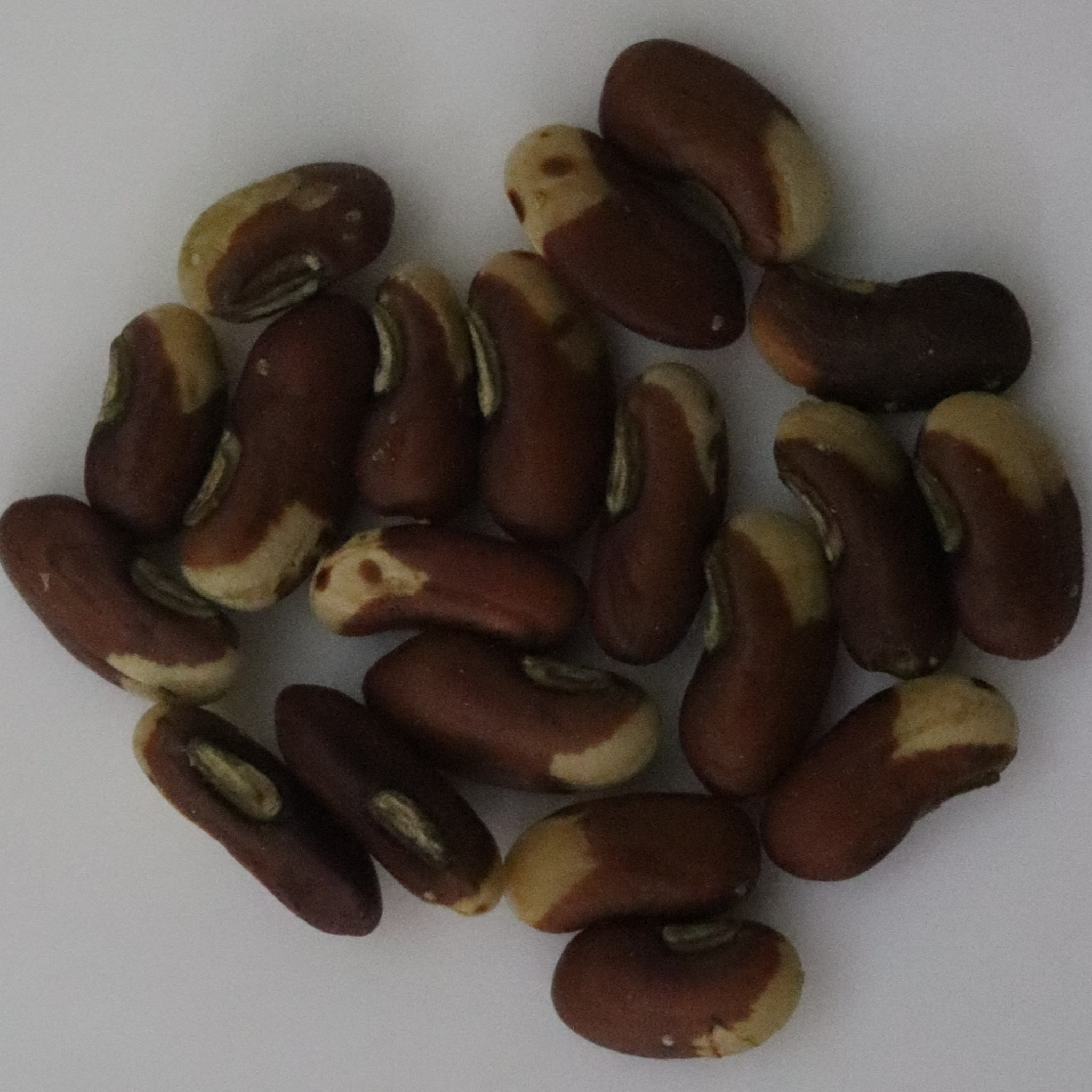 Organic Long Beans Seeds - Open Pollinated