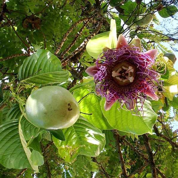 Giant Passion Fruit Flowering Plant