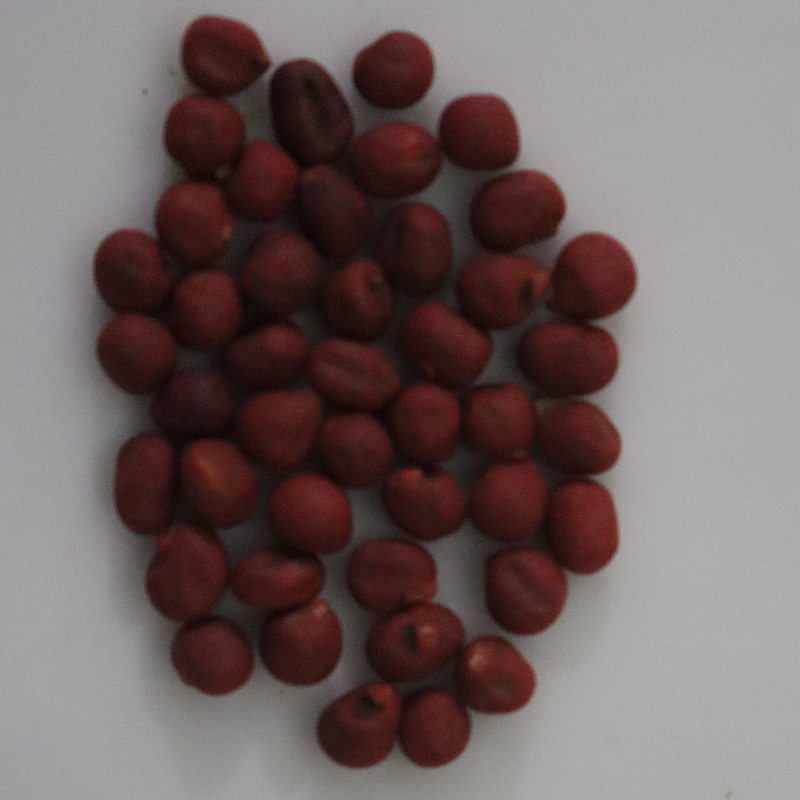 Organic Ladies Finger / Okra Seeds (भिंडी के बीज) - Open Pollinated