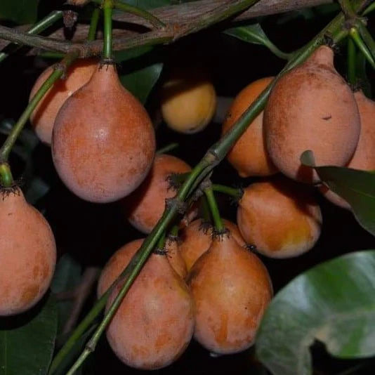 Achachairu Fruit Live Plants (Garcinia Humilis)