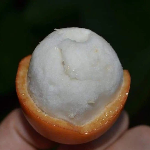 Achachairu Fruit Live Plants (Garcinia Humilis)