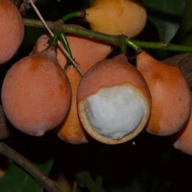 Achachairu Fruit Live Plants (Garcinia Humilis)