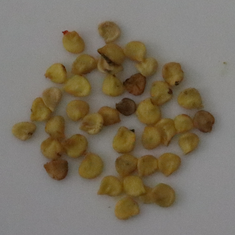 Organic Tomato Brinjal Seeds - Open Pollinated