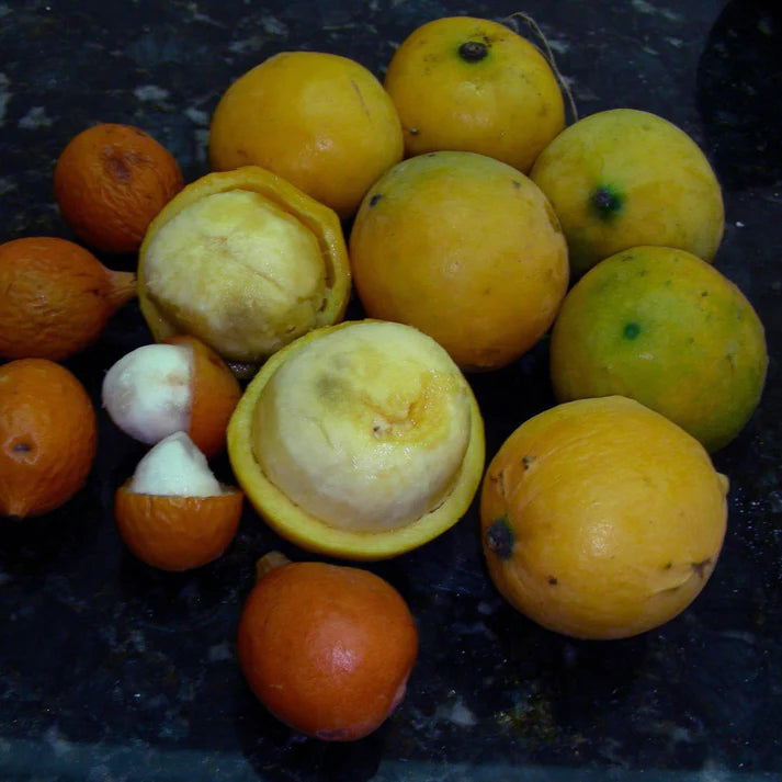 Mexican Garcinia Live Plant (Luc&