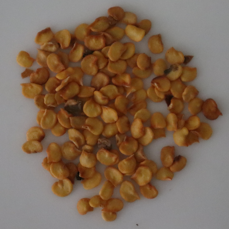 Organic Pusa Sadabahar Chilly Seeds - Open Pollinated