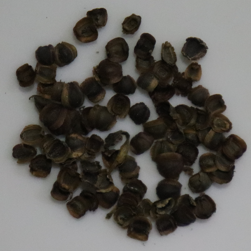 Gaillardia Mixed Seeds