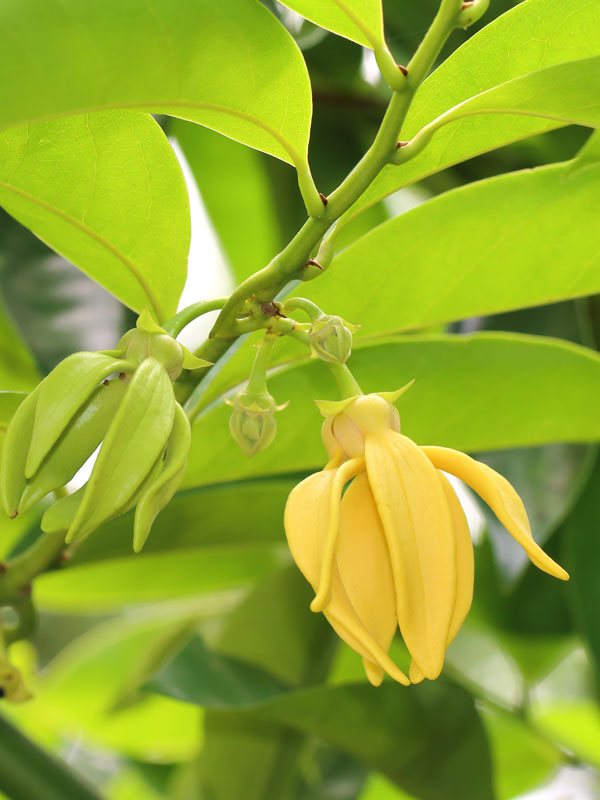 Manoranjitham (Artabotrys hexapetalus) Hari Champa Layered Live Plant