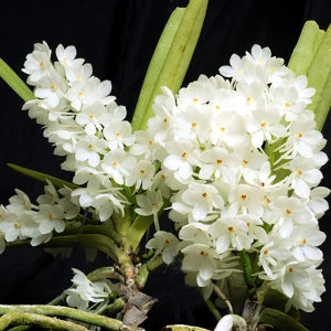 Vandaceous Ampullacea Alba - Blooming Size