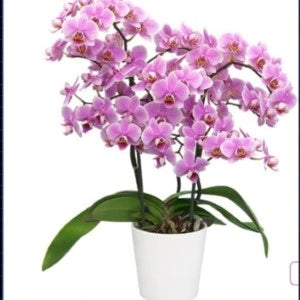 Phalaenopsis Aquarelle - Blooming Size