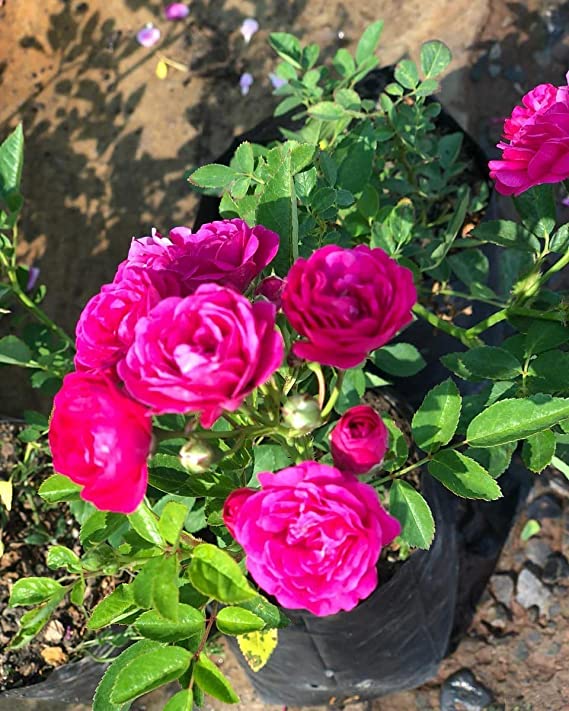 Pink Button Rose Live Plant