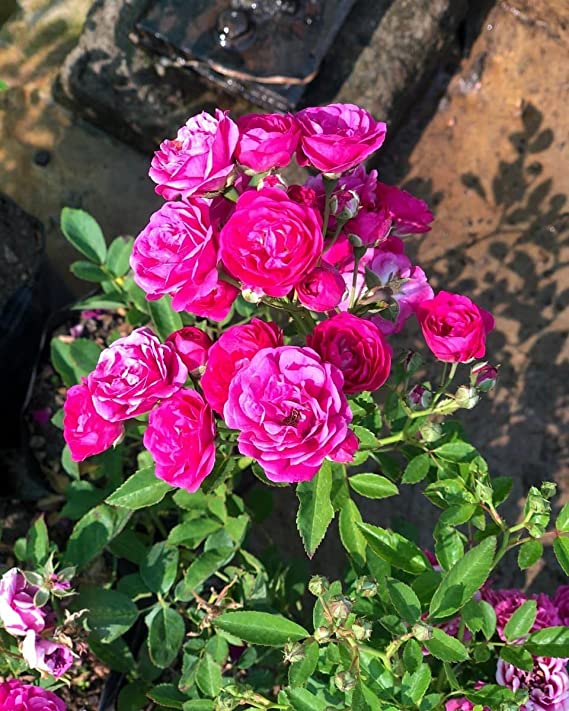 Pink Button Rose Live Plant
