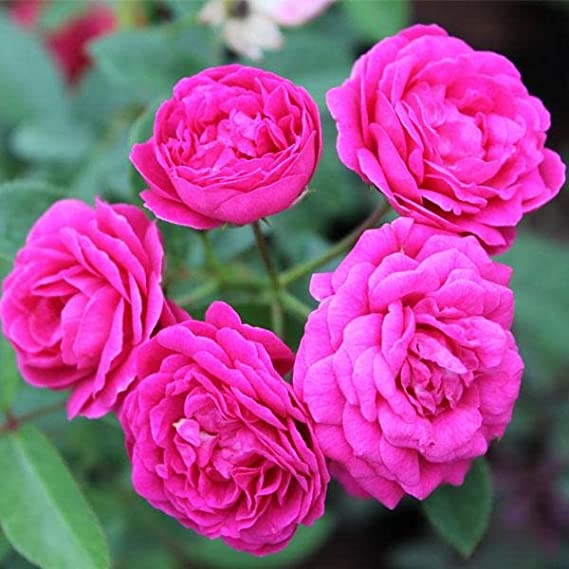 Pink Button Rose Live Plant