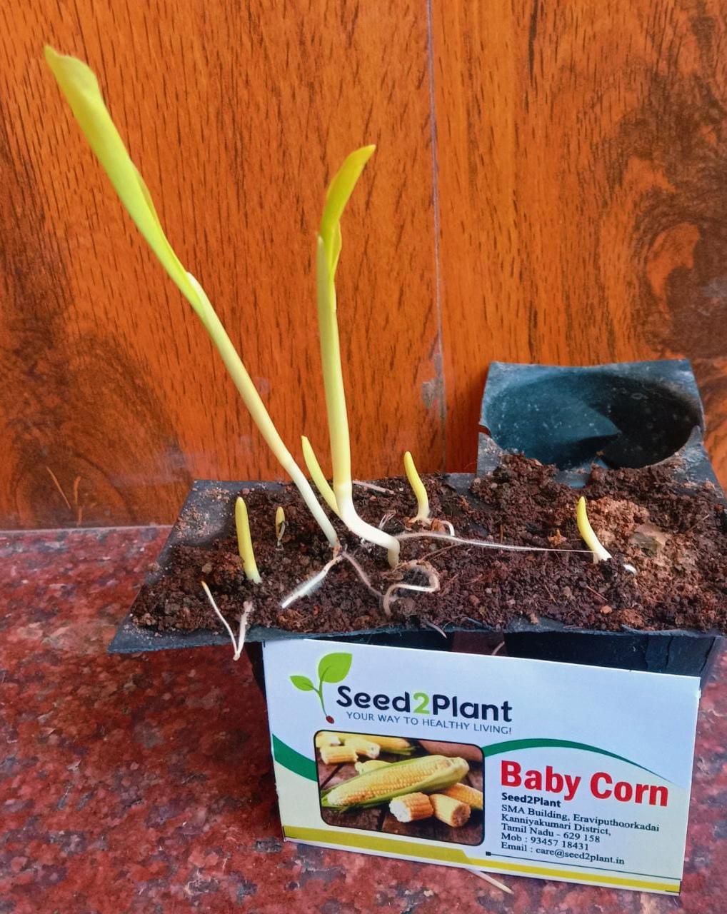 Organic Baby Corn Seeds - Open Pollinated