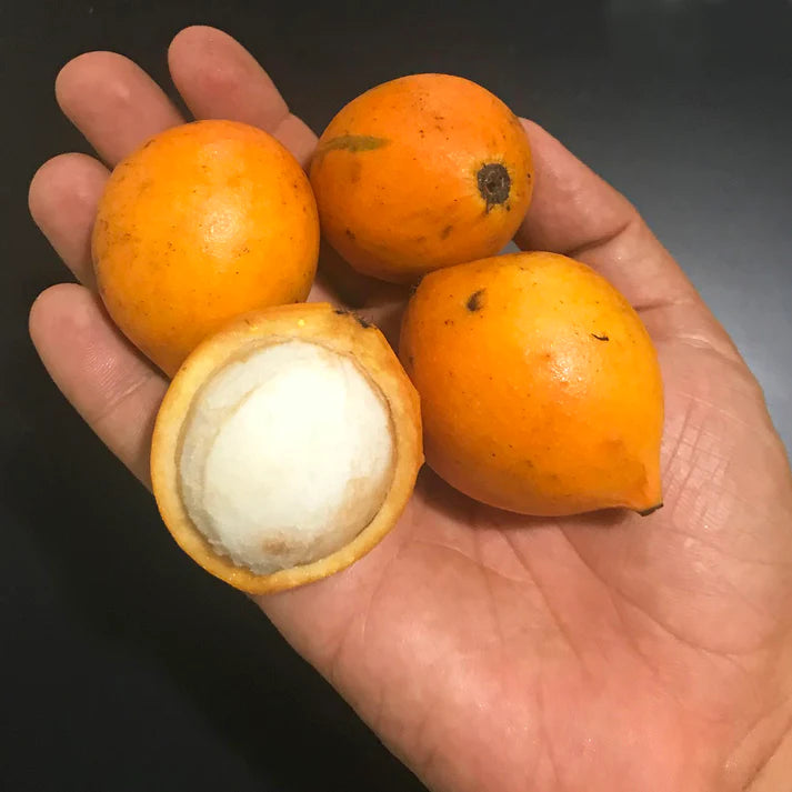 Bacupari Fruit Live Plant (Garcinia Brasiliensis)