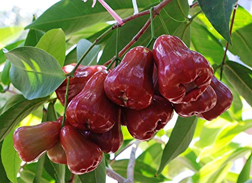 Bali Chamba Live Plant (Syzygium Samarangense)