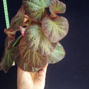 Begonia Manaus Plant