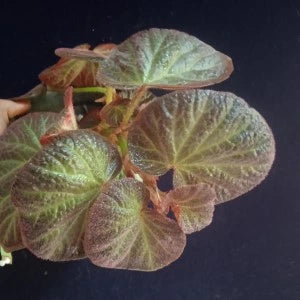 Begonia Manaus Plant