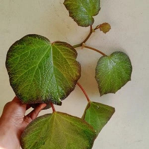 Begonia Morocco
