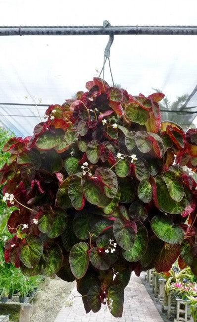 Begonia Manaus Plant