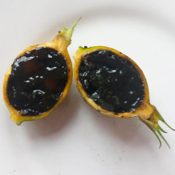 Black Berry Jam Fruit Grafted Live Plant (Randia Formosa)