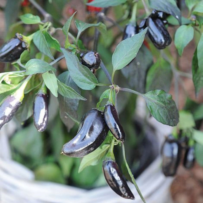 Organic Black Chilli Seeds - Open Pollinated