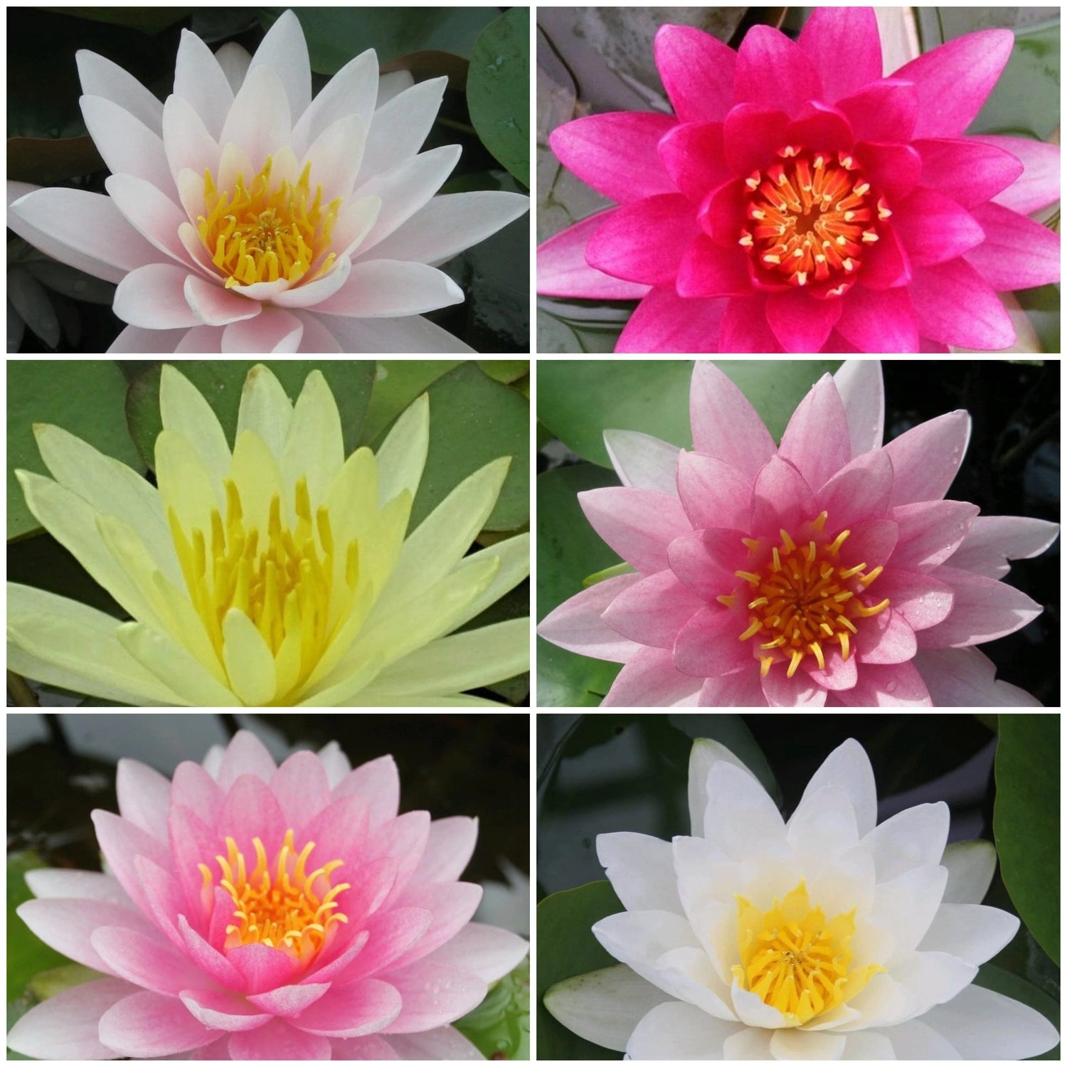 Bowl Lotus Tuber Random Colour – Seed2Plant
