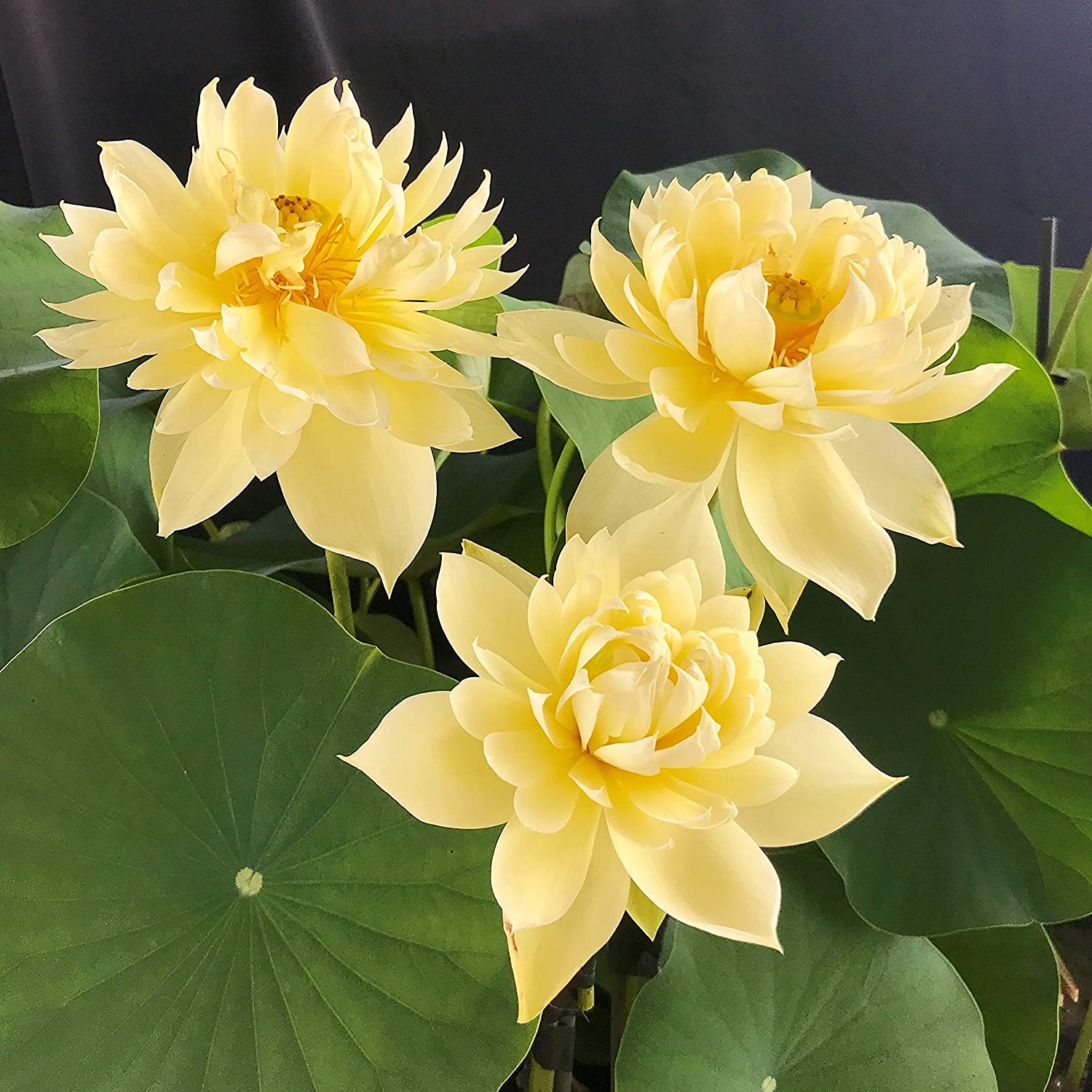 Bowl Lotus Yellow Tuber