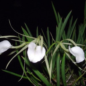 Brassavola Nodosa - Blooming Size