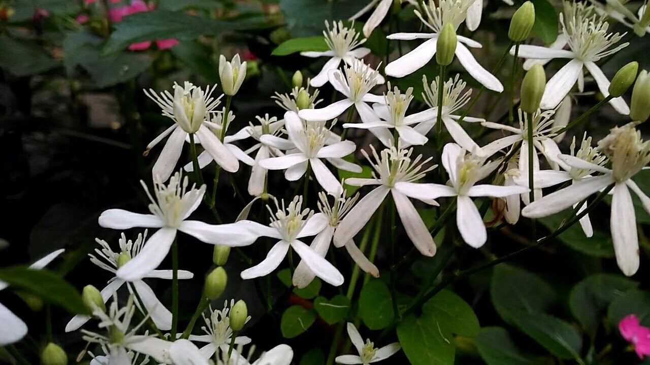 Bridal Bouquet Flower White Live Plant