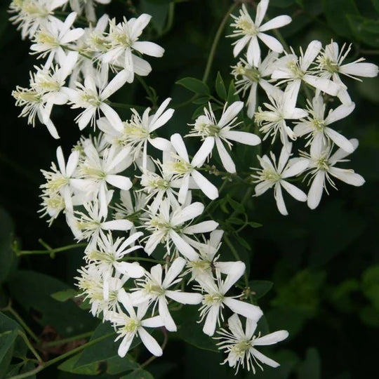 Bridal Bouquet Flower White Live Plant – Seed2Plant