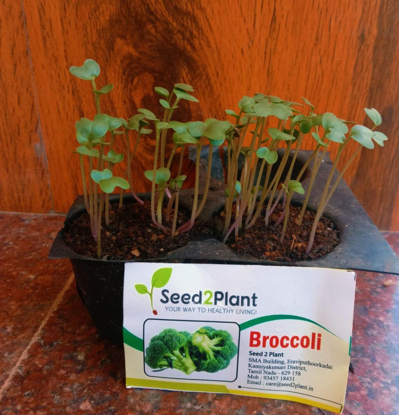 Organic Broccoli Seeds - Open Pollinated