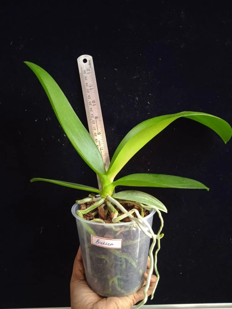 Phalaenopsis Buena - Blooming Size