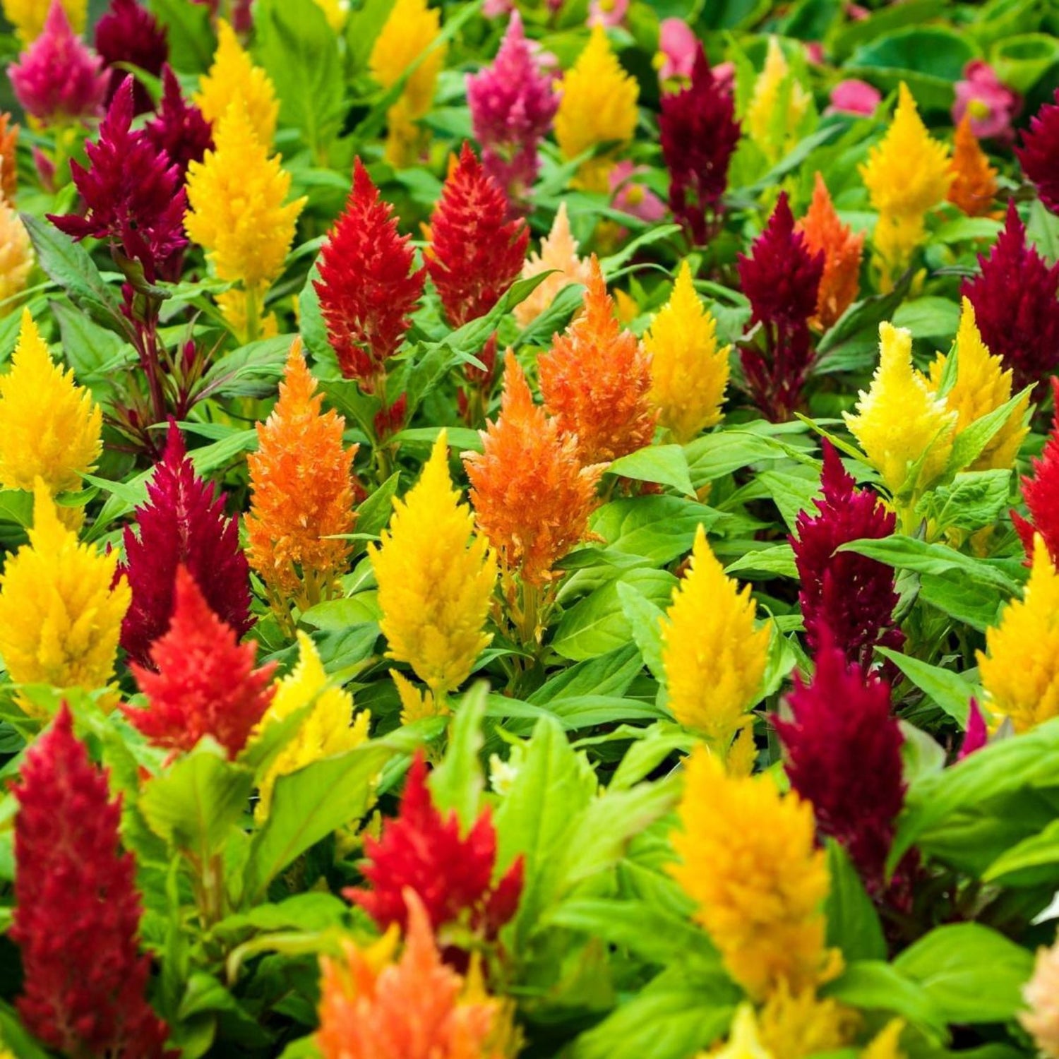 Celosia Plumosa Mix Seeds