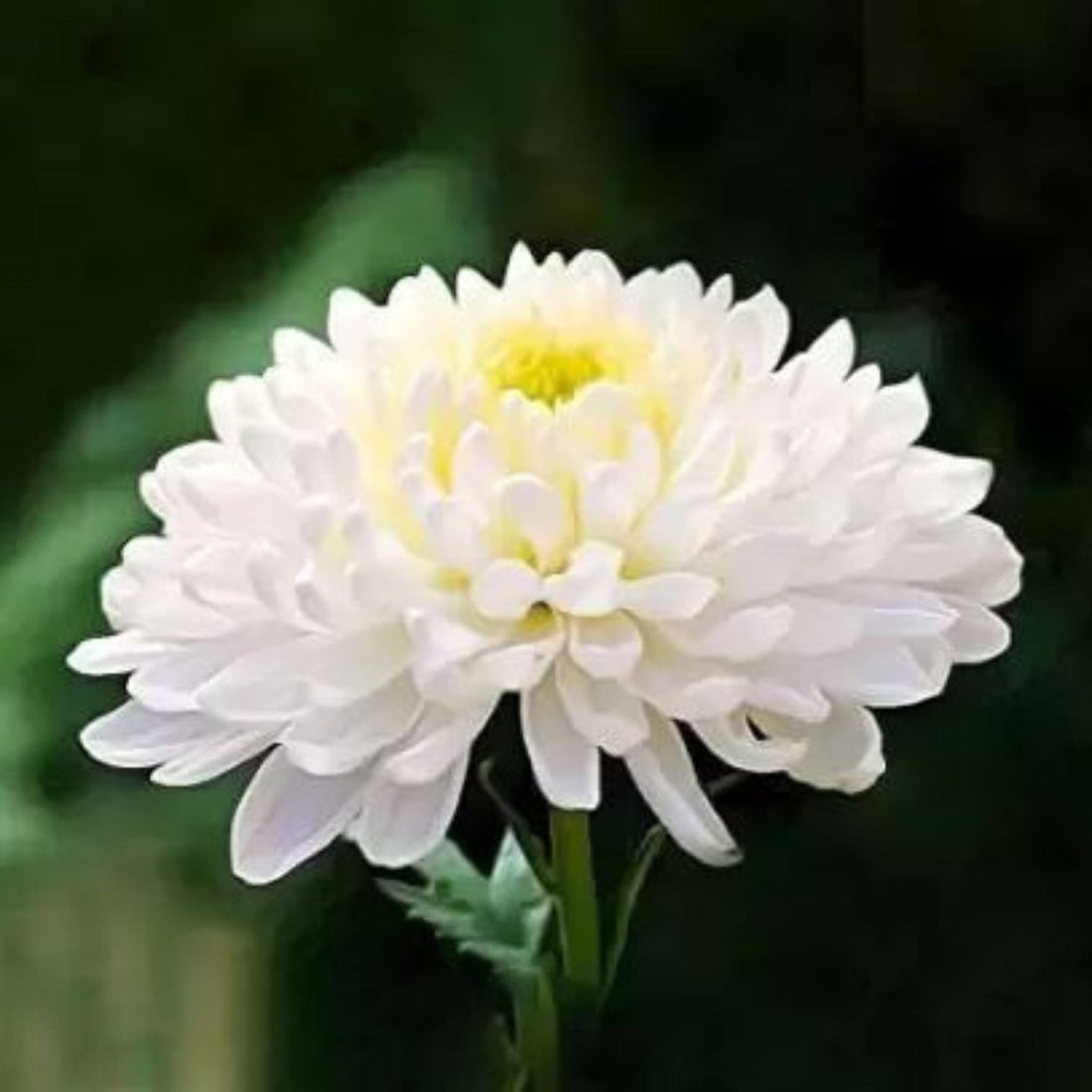 Chrysanthemum White Seeds