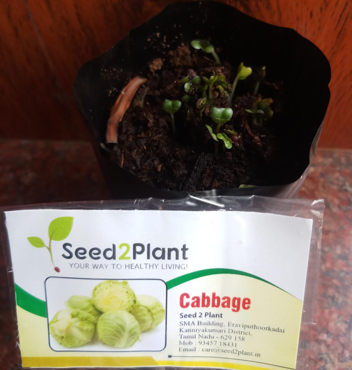 Organic Cabbage Seeds