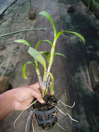 Dendrobium Candy Stripe x Humming Butterfly - Blooming Size