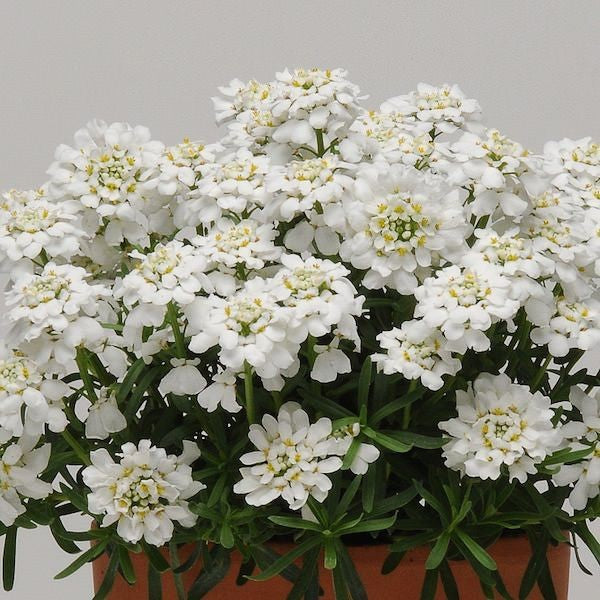 Candytuft White Seeds