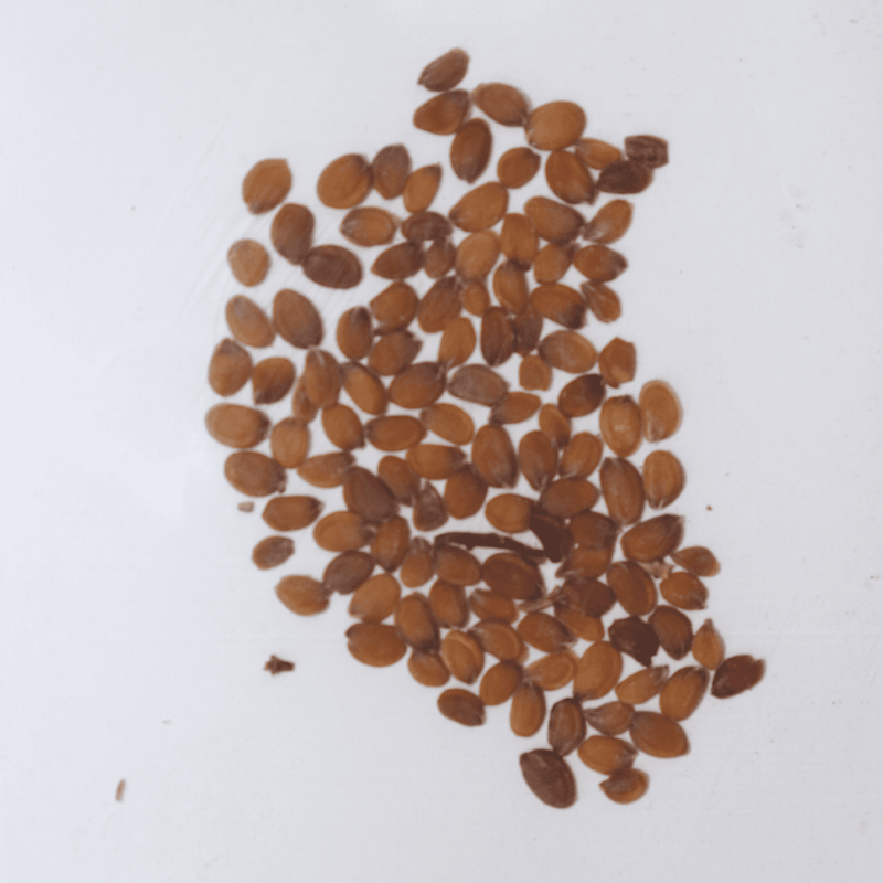 Candytuft White Seeds