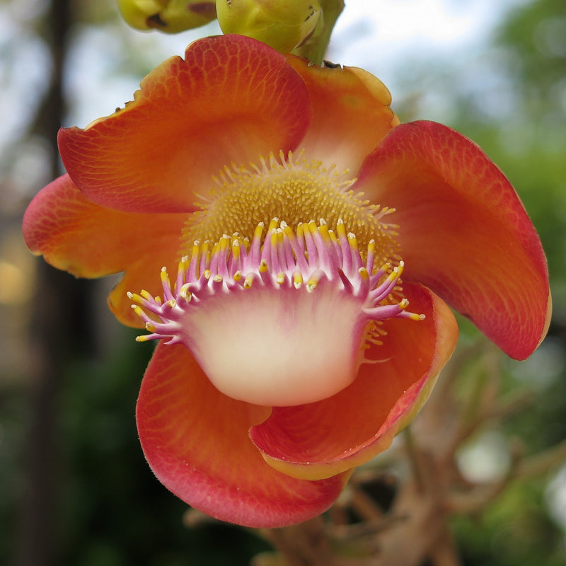 Cannonball / KailashPati Tree Layered Live Plant